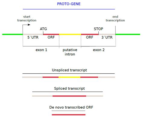 New Genomic Signals Underlying The Emergence Of Human Proto Genes