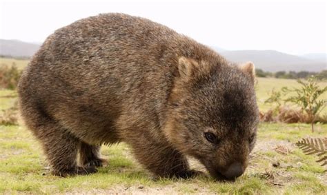 Wombat El Pequeño Marsupial Australiano Que Te Sorprenderá Por Su