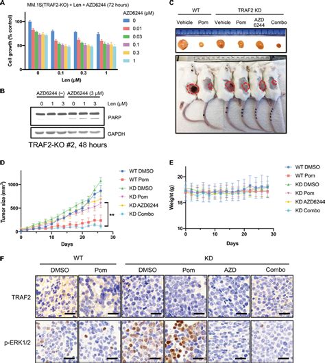 Combination Of Azd With Imids Triggers Synergistic Antimyeloma