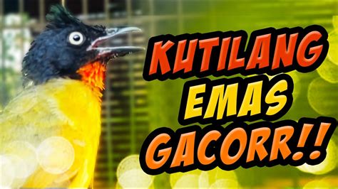 Detik Langsung Nyaut Burung Kutilang Emas Gacor Dor Cocok Untuk