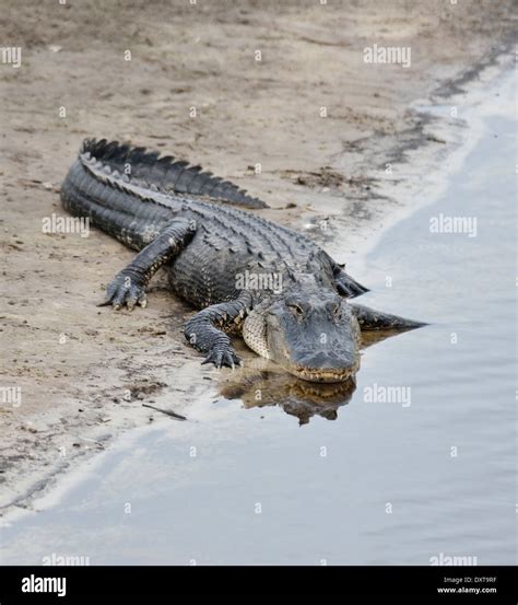 American Alligator Basking In The Sun Stock Photo Alamy