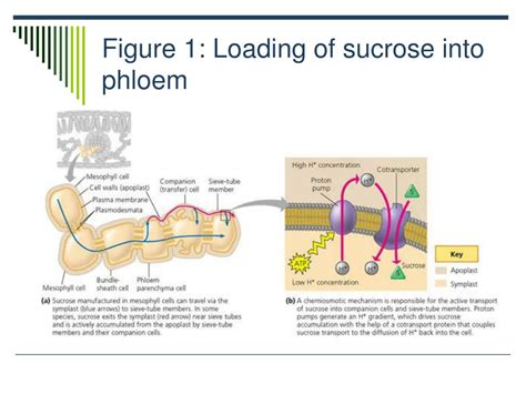 PPT Transport In Vascular Plants Includes 1 Transport Of Water And