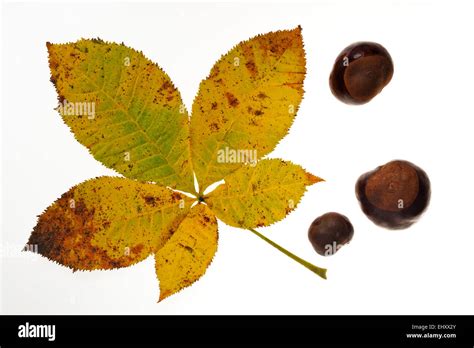 Horse Chestnut Conker Tree Aesculus Hippocastanum Conkers And