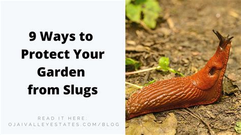 9 Ways To Protect Your Garden From Slugs Nora Davis Ojai Real Estate Agent