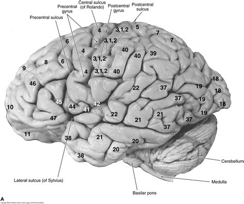 Brodmann Areas Lateral Surface Diagram Quizlet