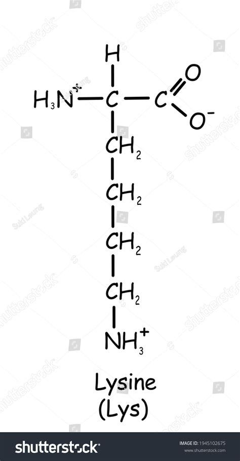 Amino Acid Chemical Structure Lysine Lys Stock Illustration 1945102675 | Shutterstock