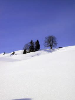 Fotos gratis paisaje árbol naturaleza montaña nieve nube