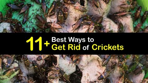 Getting Rid Of Crickets Incredible Guide For Killing Crickets