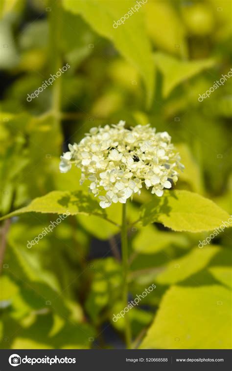 Annabelle Flowers Telegraph