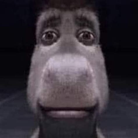 Staring Donkey Symmetrical Staring Donkey Know Your Meme