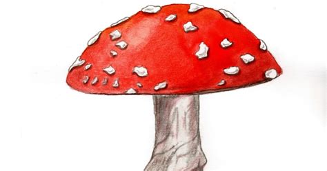 Silvia P Alabau Amanita muscaria belleza química y bioacumulación