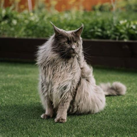 9 Surprising Facts About Maine Coons Fur MaineCoon Org