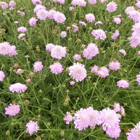 Duifkruid Schurftkruid Scabiosa Columbaria Pink Mist Vaste