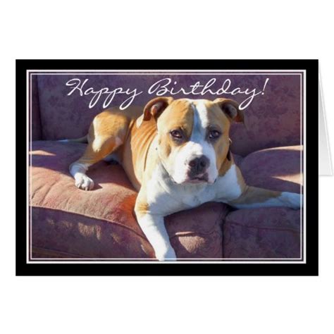 Happy Birthday Pitbull Dog Card Zazzle