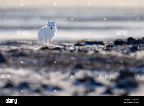 Tundra Fox Hi Res Stock Photography And Images Alamy