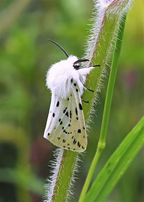 White Ermine Spilosoma Lubricipeda W Actinic Flickr