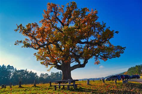 Árbol De Roble Campo Otoño Foto gratis en Pixabay Pixabay