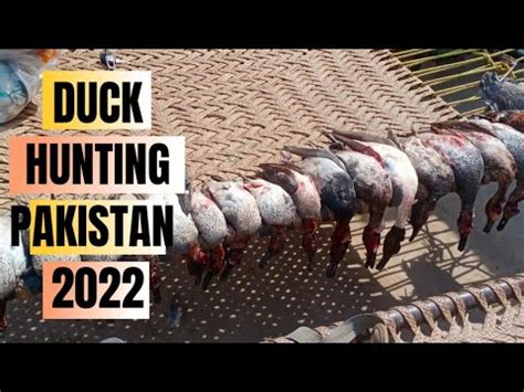 Murghabi Ka Shikar Duck Hunting Video Duck Hunting Shotkam