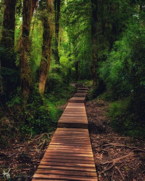 Parque Nacional Alerce Andino Una Reserva De Milenaria Flora Nativa