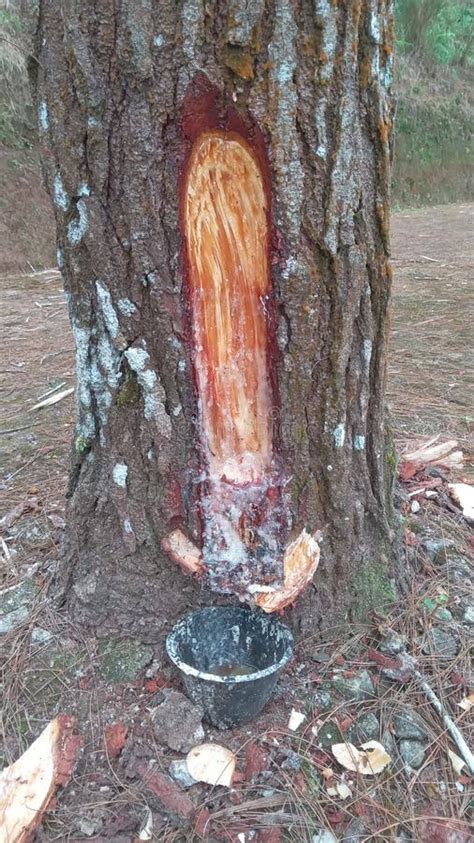 Tapping Pine Tree Sap The Trunk Of The Pine Tree Is Blackish Brown And Grass Grows Beneath It