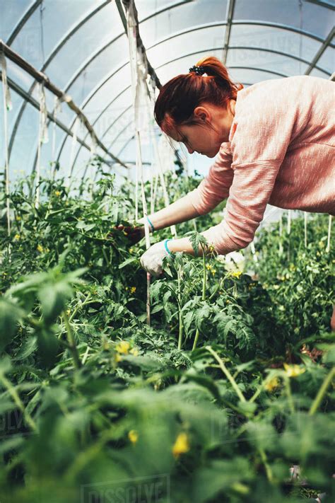 Woman Working Over Vegetable Plants In Greenhouse Stock Photo Dissolve