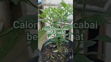 Calon Pohon Cabai Di Polybag Berbuah Lebat Anti Rontok Youtube