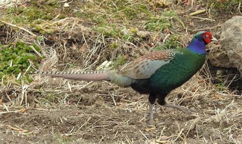 Green Pheasant – birdfinding.info