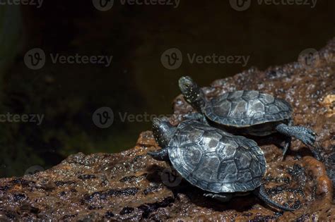 Madagascar River Turtle Close Up 17366184 Stock Photo At Vecteezy