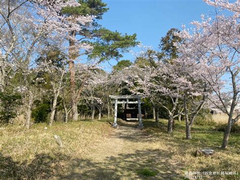 いわき市総合観光案内所 On Twitter いわき市四倉町狐塚にある、厳島神社では、参道の桜並木が満開となっています。 いわき市桜情報