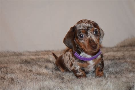 Smooth Chocolate Tan Dapple Miniature Dachshund Dachshund Puppies