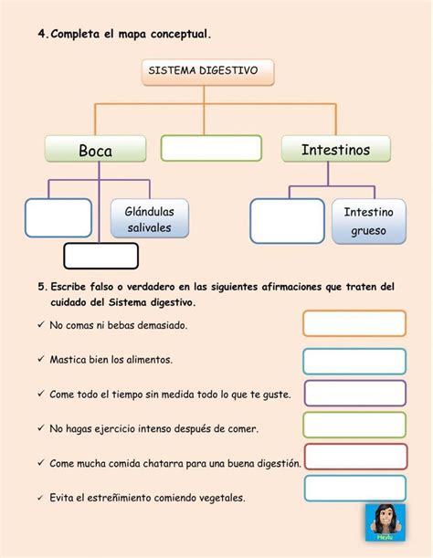 Sistema Digestivo Interactive Worksheet For Cuarto De Primaria In