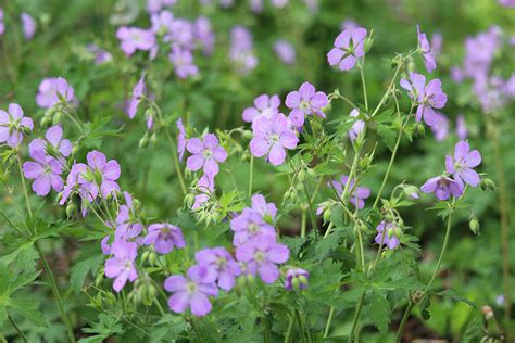 Wild Geranium Illinois Pollinators