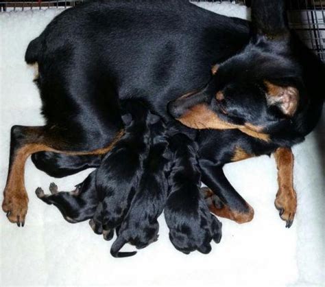 Ckc Registered Miniature Doberman Pinscher puppies, Min Pin for Sale in Cove Spring, Texas ...