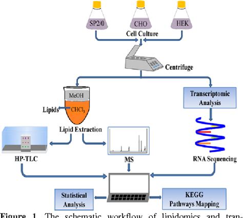 Figure From High Throughput Lipidomic And Transcriptomic Analysis To