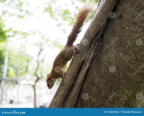 A Little Brown Squirrel Climbing On The Tree Stock Photo Image Of