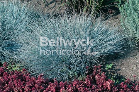 Festuca Glauca ‘elijah Blue’ Norview Gardens Ltd