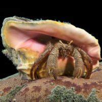 Giant Hermit Crab Petrochirus Diogenes