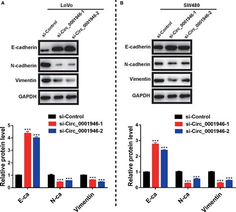 Frontiers Dysregulation Of CircRNA 0001946 Contributes To The