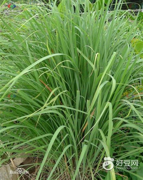 【小病食療小妙招】去頭風、風寒香茅草、野山姜水 每日頭條