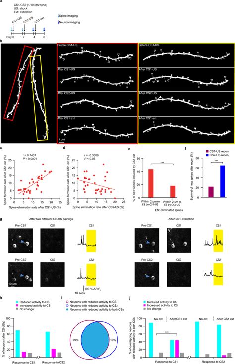 Fear Extinction Induces Cs Specific Spine Formation And Neuronal