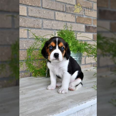 Beaglier Puppies for Sale | Lancaster Puppies