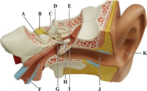 A+P 2 Lab Ear Model 1 Diagram | Quizlet