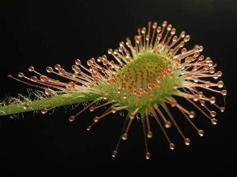 Herbivorous insects fall prey to carnivorous plants - Dr Prem's Life Improving Guide