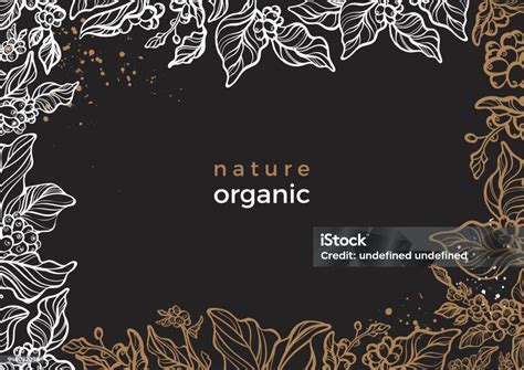 Template Cabang Kopi Pohon Ilustrasi Vektor Ilustrasi Stok Unduh
