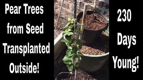 How To Grow Pear Trees From Seed Time To Go Outside Youtube