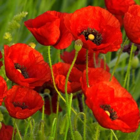 Papaver Rhoeas Red Poppy Seeds Everwilde Farms