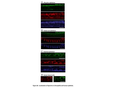 (PDF) The Spectrin cytoskeleton regulates the Hippo signalling pathway