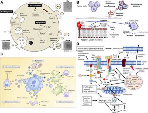 The biological function and therapeutic potential of apoptotic bodies.... | Download Scientific ...