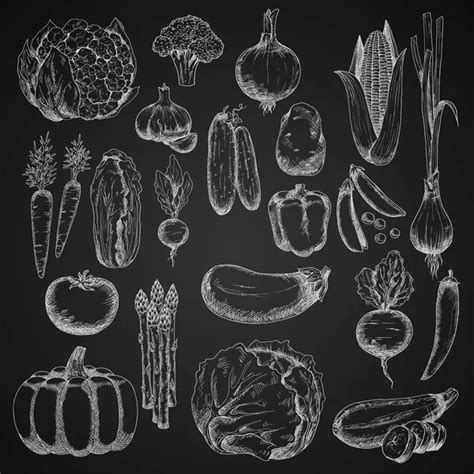 Vegetable Sketches Vector Art Stock Images Depositphotos