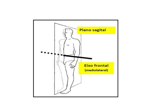 SOLUTION Anatomia geral dos ossos articulações e músculos Studypool